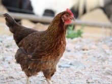 Hen